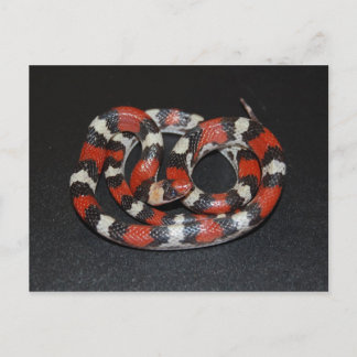Scarlet King Snake Postcard