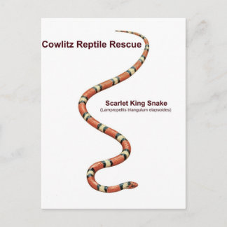 Scarlet King Snake Postcard