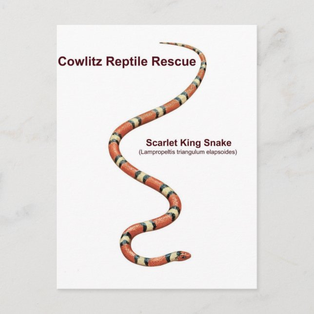 Scarlet King Snake Postcard (Front)