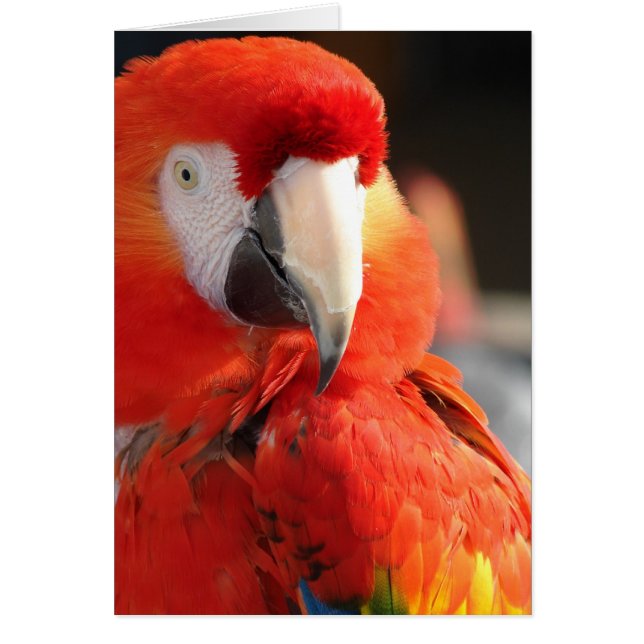 Scarlet Macaw (Front)