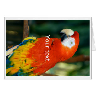 Scarlet Macaw