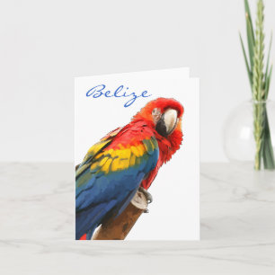 Scarlet Macaw Belise Note Card