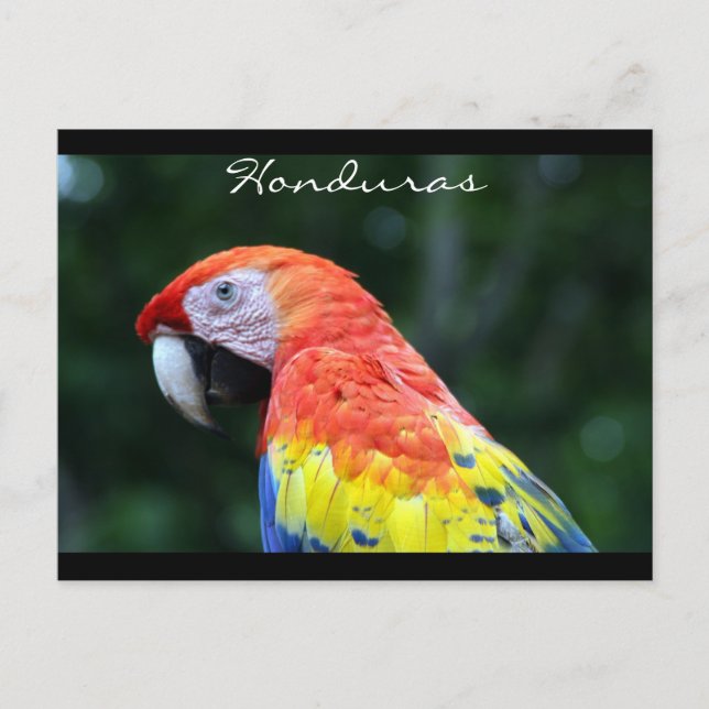 scarlet macaw border postcard (Front)