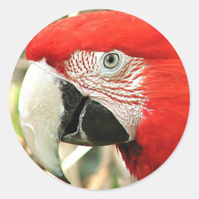 Scarlet Macaw Classic Round Sticker (Front)