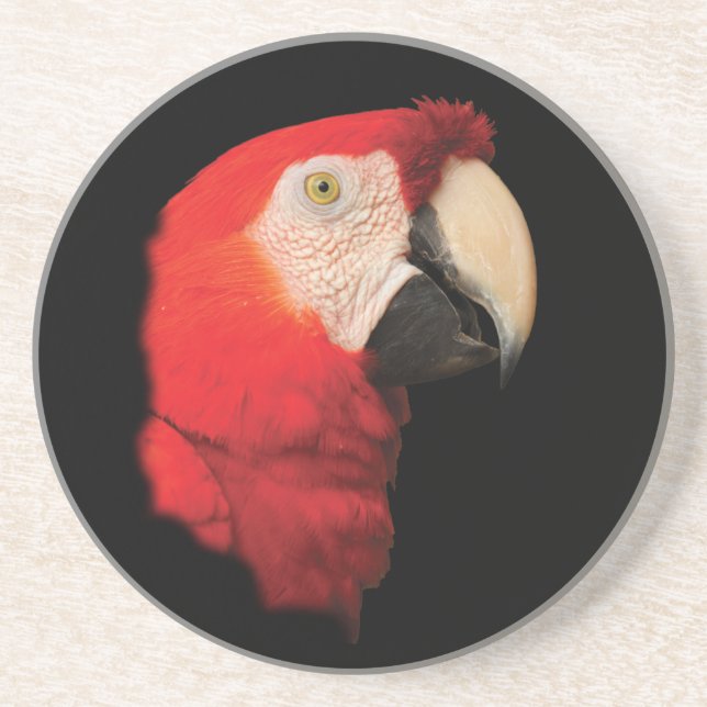 scarlet macaw coaster (Front)