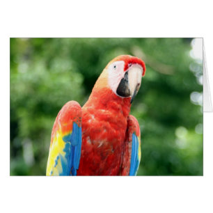 scarlet macaw copán