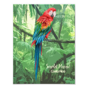 Scarlet Macaw Costa Rica Design  Photo Print