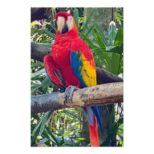 Scarlet Macaw Costa Rica Photo Enlargement Print