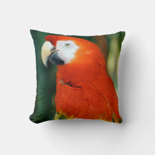 Scarlet Macaw Cushion