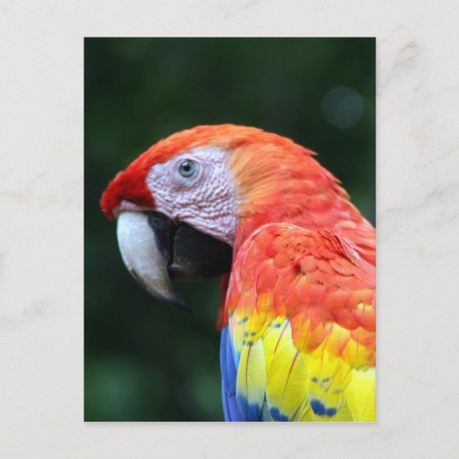 scarlet macaw face postcard (Front)