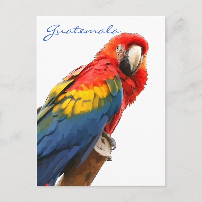 Scarlet Macaw Guatemala Postcard (Front)