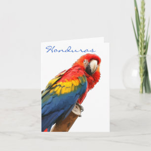 Scarlet Macaw Honduras Note Card