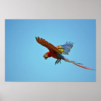 Scarlet Macaw in Flight Poster