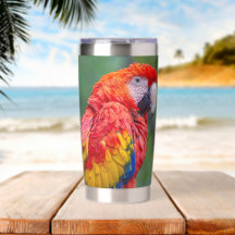 Scarlet Macaw