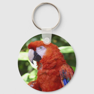 scarlet macaw key ring