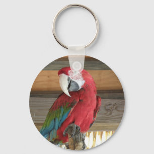 Scarlet Macaw Keychain
