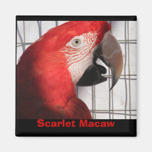 Scarlet Macaw Magnet