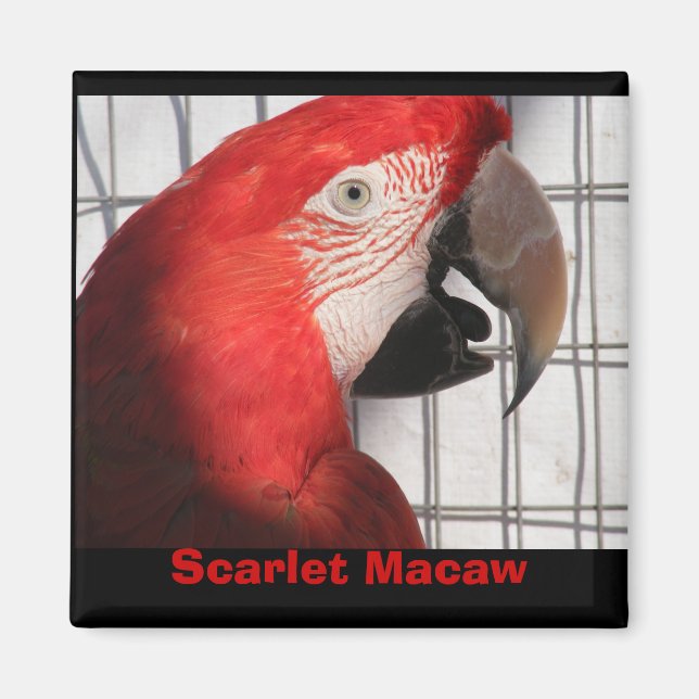 Scarlet Macaw Magnet (Front)