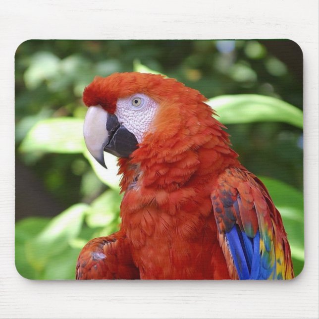 Scarlet Macaw Mouse Mat (Front)
