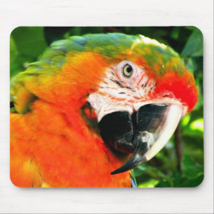 Scarlet Macaw Mousepad