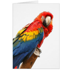 Scarlet Macaw Note Card