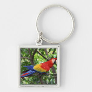 Scarlet macaw on tree limb key ring