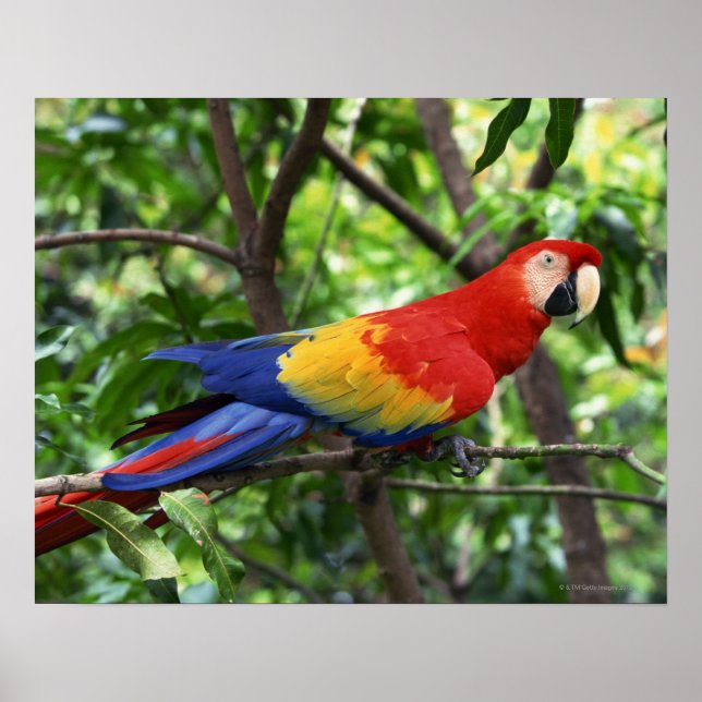 Scarlet macaw on tree limb poster (Front)