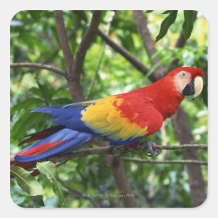 Scarlet macaw on tree limb square sticker