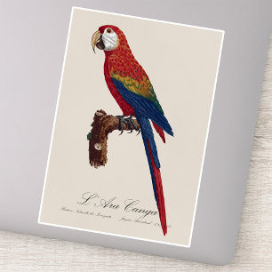 Scarlet Macaw or Red-Breasted Macaw, Ara macao