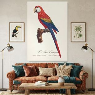 Scarlet Macaw or Red-Breasted Macaw, Ara macao Canvas Print