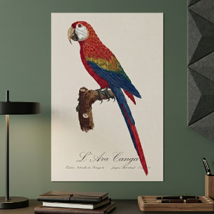 Scarlet Macaw or Red-Breasted Macaw, Ara macao Poster
