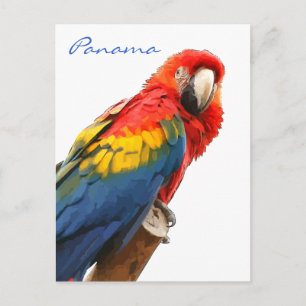 Scarlet Macaw Panama Postcard