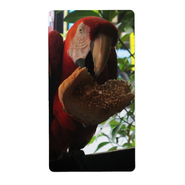 Scarlet Macaw Parrot Eating Toast (Front)