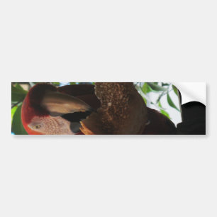 Scarlet Macaw Parrot Eating Toast Bumper Sticker