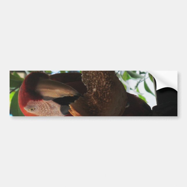 Scarlet Macaw Parrot Eating Toast Bumper Sticker (Front)