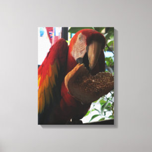 Scarlet Macaw Parrot Eating Toast Canvas Print