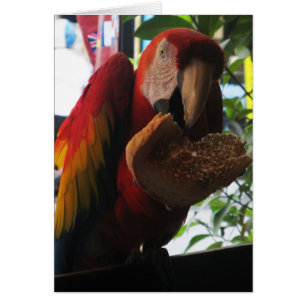 Scarlet Macaw Parrot Eating Toast Card