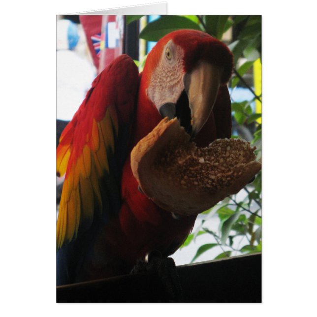Scarlet Macaw Parrot Eating Toast Card (Front)