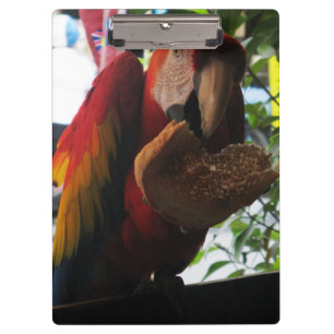 Scarlet Macaw Parrot Eating Toast Clipboard