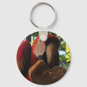 Scarlet Macaw Parrot Eating Toast Key Ring