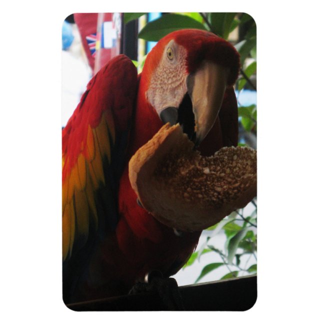 Scarlet Macaw Parrot Eating Toast Magnet (Vertical)