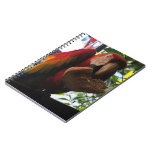 Scarlet Macaw Parrot Eating Toast Notebook