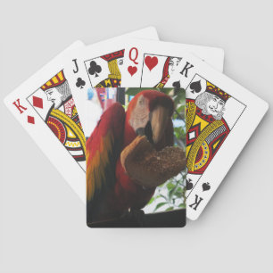 Scarlet Macaw Parrot Eating Toast Playing Cards