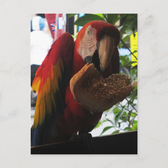 Scarlet Macaw Parrot Eating Toast Postcard (Front)