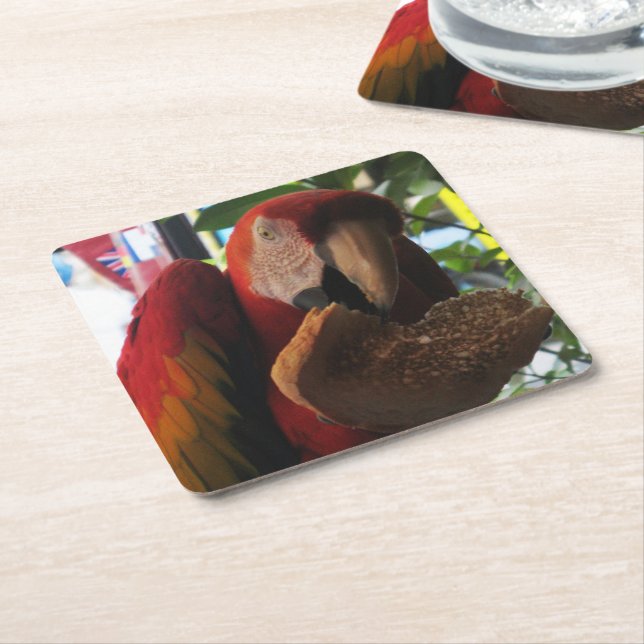 Scarlet Macaw Parrot Eating Toast Square Paper Coaster (Angled)