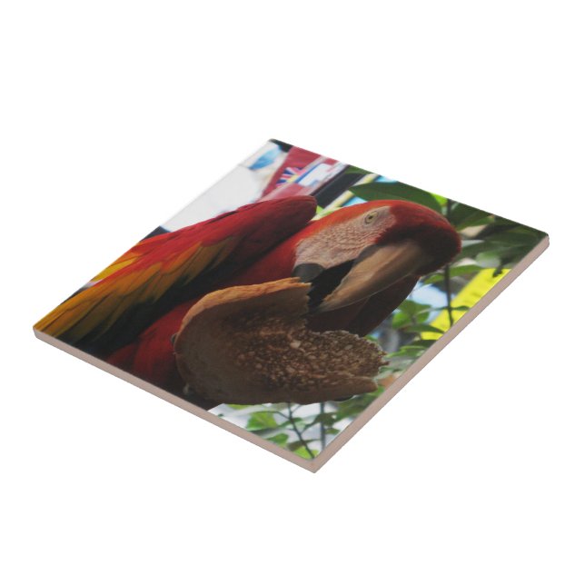 Scarlet Macaw Parrot Eating Toast Tile (Side)