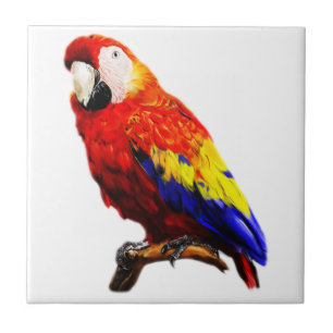 Scarlet Macaw Parrot on A Branch Tile