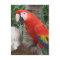 Scarlet Macaw Photography