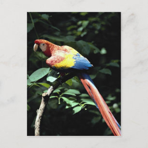Scarlet macaw postcard