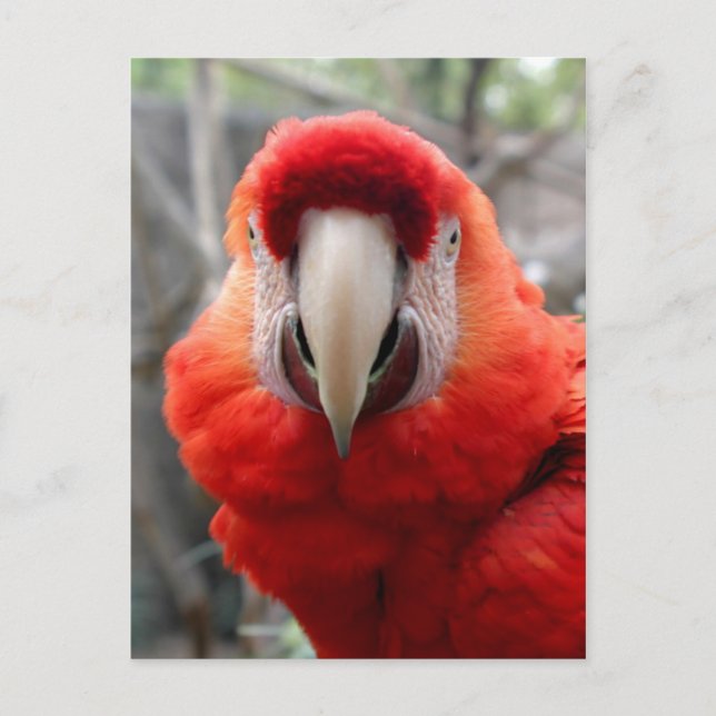 Scarlet Macaw Postcard (Front)